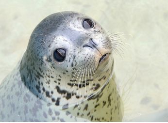 株式会社小樽水族館公社